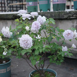 nyxology3839_02
