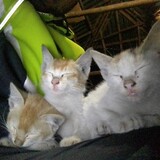 Md Josim_8831
