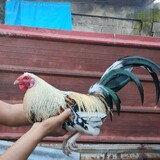 Thor Aycardo
