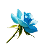 TurquoiseRose