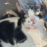 สุดเจ๋ง แมวไฝ