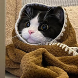 aiao___exiguazaimoyu