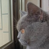 felix-bai