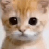 kitty_meow_meow