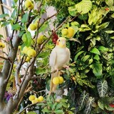 echodeyangtaihuayuan