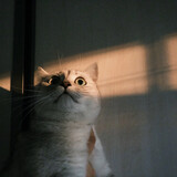 ___gouxiaogu___ia