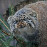 tusunshigepangbaobao