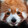 qiqudongwuwu