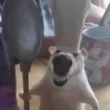 guizitanman