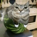 mingyumy1