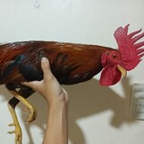 Sayam_BackyardGF