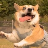 xiabengbeng
