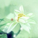 hongzunyuhenzhongyao