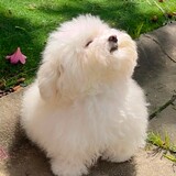 kuaqigexiaogoupilian