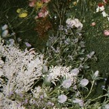 aichikalifandeaurora
