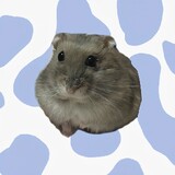 cangyunxiao