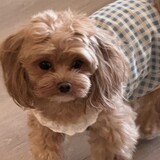 wumengyi