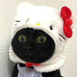 rabbaobaolu