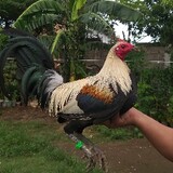 San Pedro GF