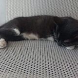 laiyidunbaicaihuoguo