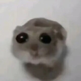 sensenshuqq