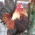 Renz Obarra