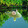 Crocodile P