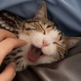 miaoowlriji