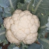 AgricultureDiscovery