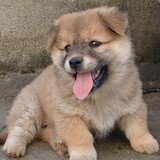 Dahuanghetadegouzaizimen