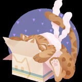 xi___ccat