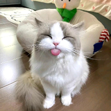 cute-and-funny