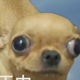 yingtaoniaoniaopai