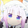 Lolimiucute