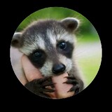 wild  And cute