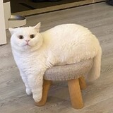 miukemilk