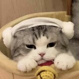 susuxiangdang___