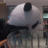 xiaoxiongzaizhuijuni