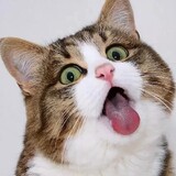 Neko_Nya_Nya848
