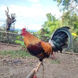 AZULGAMEFARM