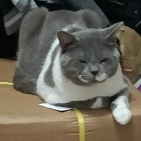 ________zi1