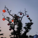 weilantiankong____