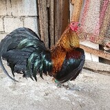 Indio GF