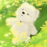 ruoshuiicon