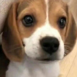 sosweetchocolate