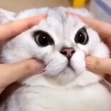 xianyudaiganemm