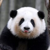 zhaohaoyang-moonfans