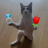 miaowangxiehui