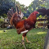 ABAYGAMEFARM