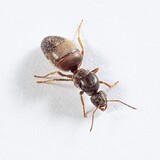 aaron ant